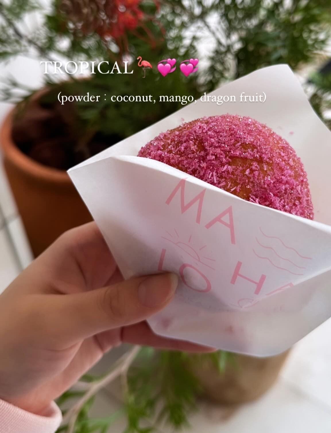 手土産にいかかですか~?🌺